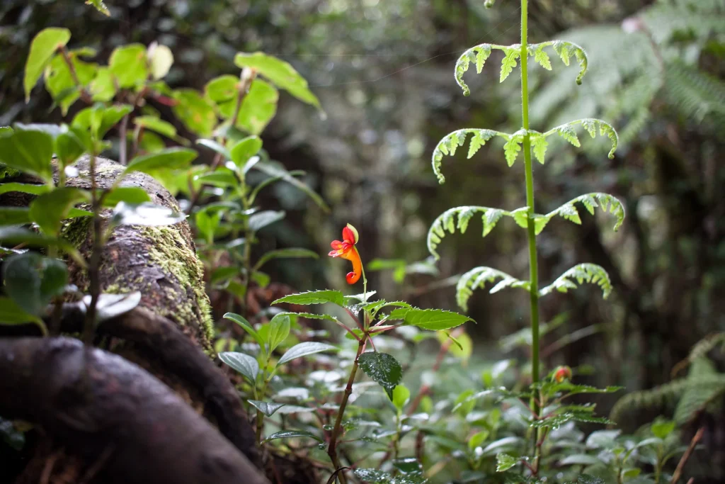 Impatiens flowers on the forested Machame approach, January 2019