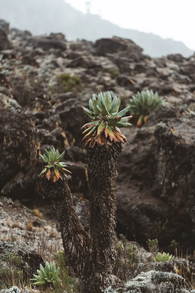 Giant groundsel detail on Kilimanjaro, March 2021