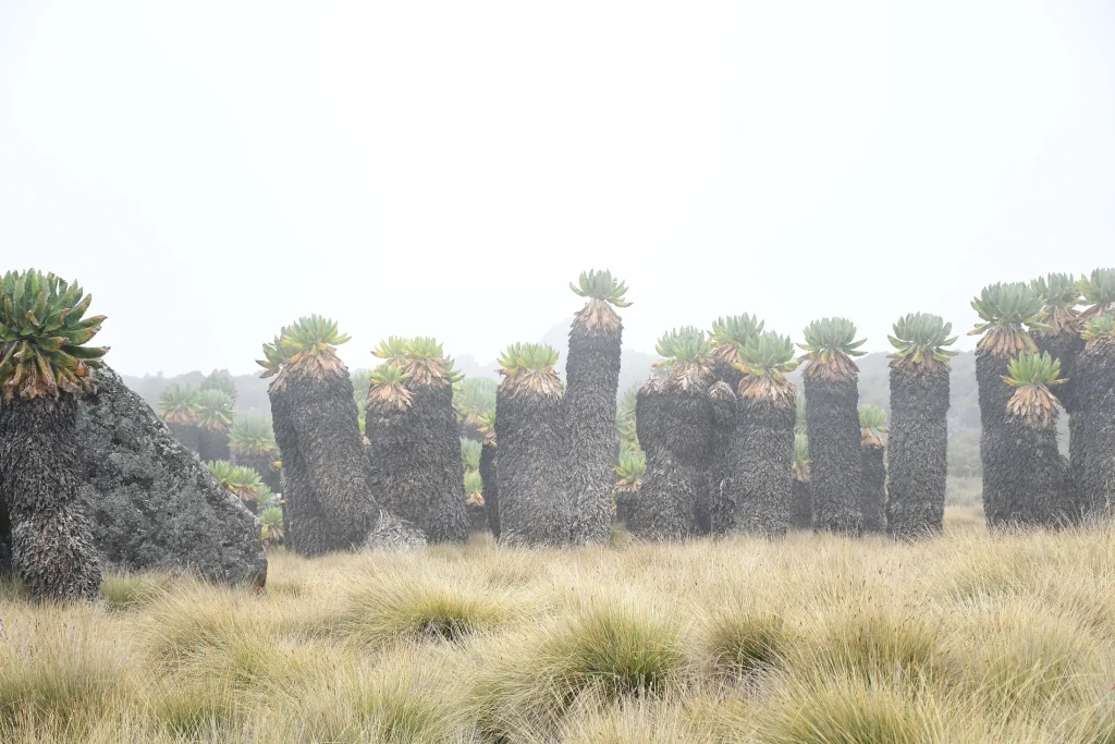 Groundsels in Kilimanjaro moorland, November 2018